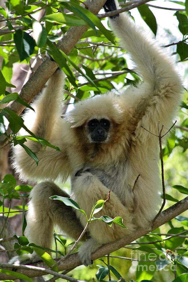 Monkey Photograph - White Gibbon by Mesa Teresita