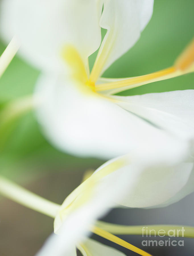 White Ginger Macro by Charmian Vistaunet White Ginger Macro by Charmian Vistaunet