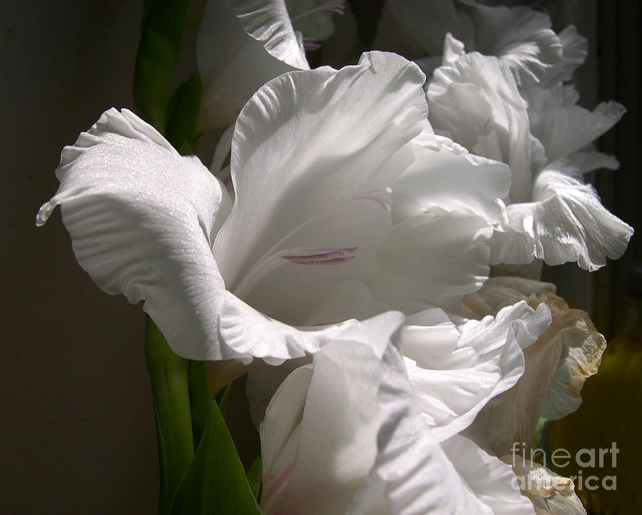 Flower Photograph - White Gladiola by Addie Hocynec
