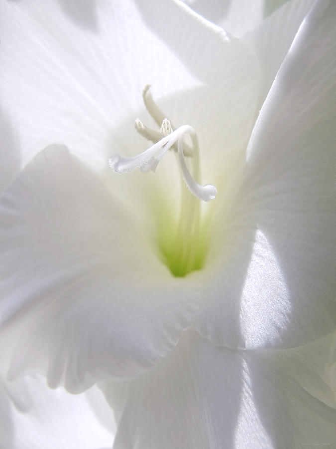Summer Photograph - White Gladiola Flower Macro by Jennie Marie Schell
