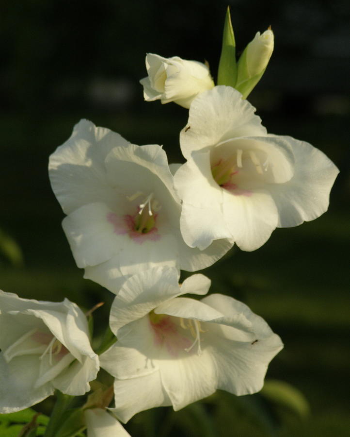 White Glads Photograph by Jeanette Oberholtzer