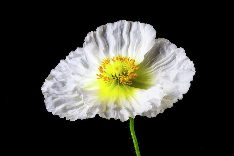 White Glowing Poppy Photograph by Garry Gay