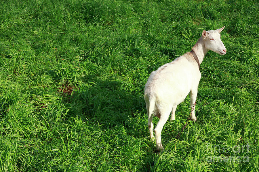 Farm Animals Photograph - White goat by Gaspar Avila