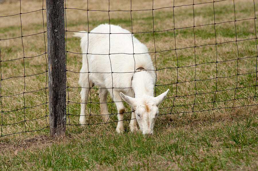 White Goat Photograph by Joye Ardyn Durham