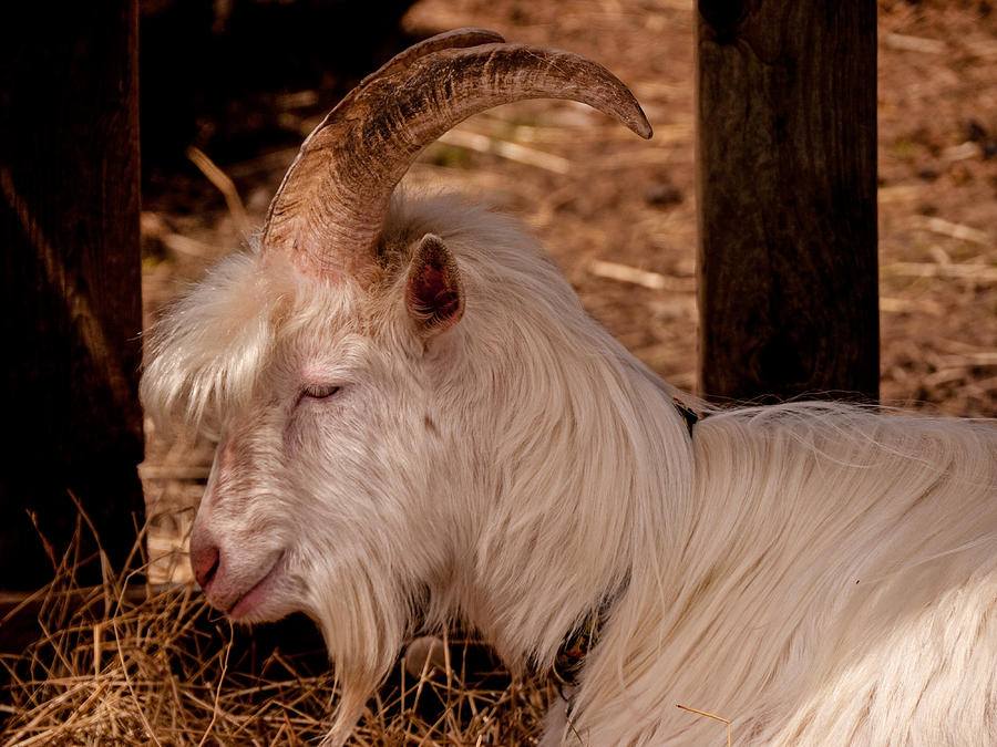 Goat Photograph by M G Whittingham