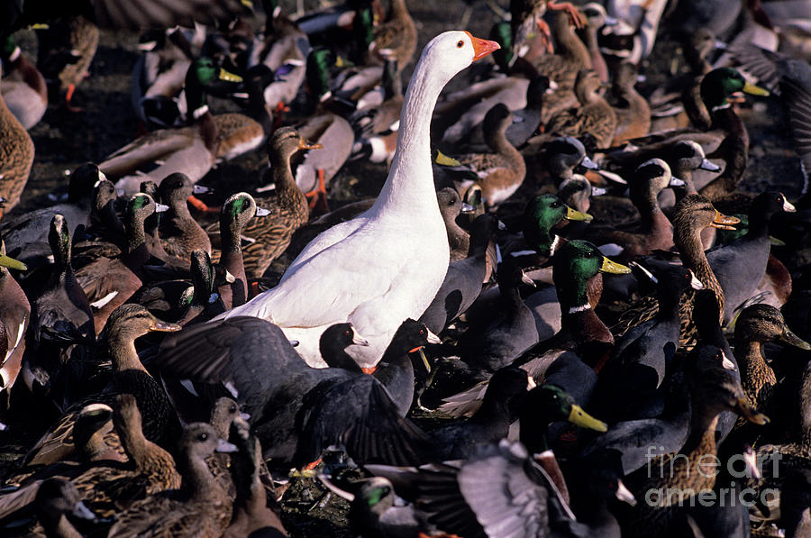 White Goose Amongst Ducks and Coots  Photograph by Jim Corwin