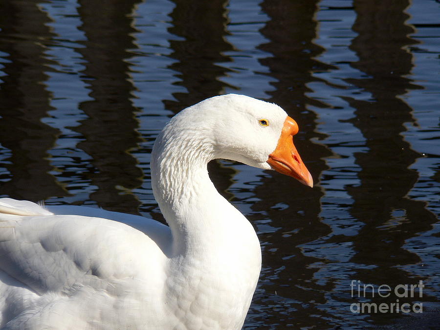 White goose Photograph by Elizabeth Fontaine-Barr