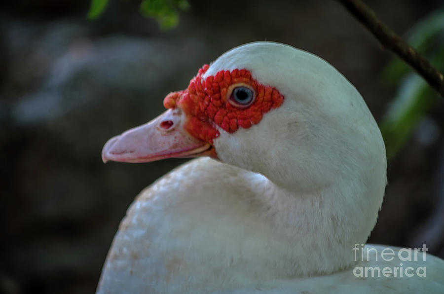 White Goose Photograph by Michelle Meenawong