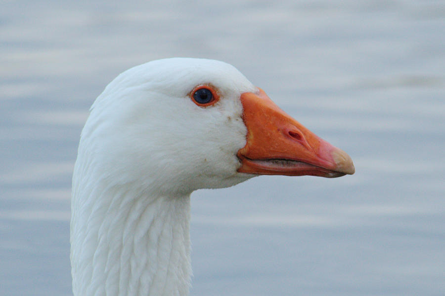 White Goose Portrait Photograph by Adrian Wale