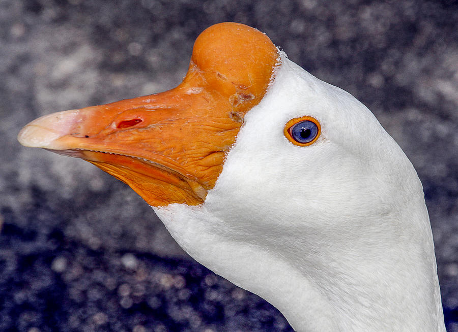 White Goose Portrait Photograph by Bob Slitzan