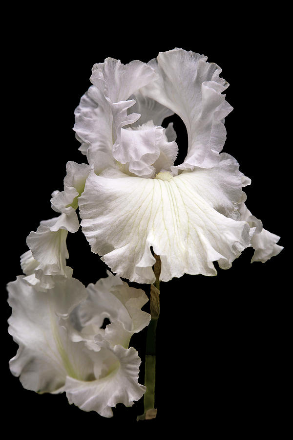 White Gown Photograph by Mike Stephens White Gown Photograph by Mike Stephens