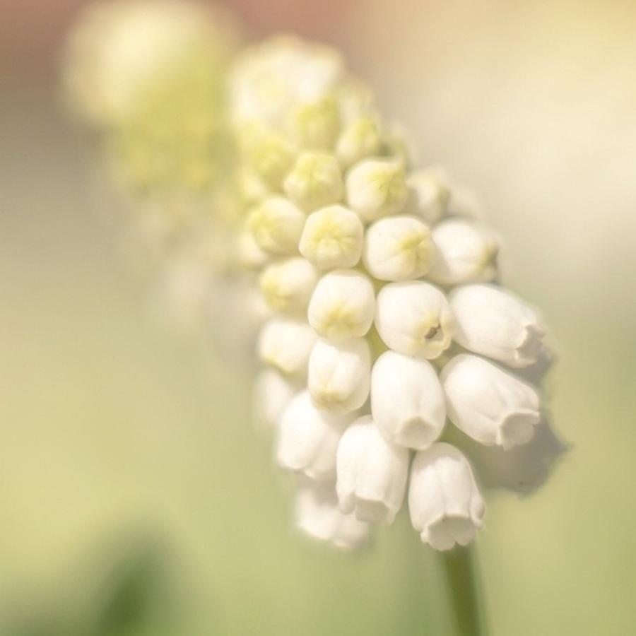 White Grape Hyachint #flowerstalking Photograph by Sungi Verhaar