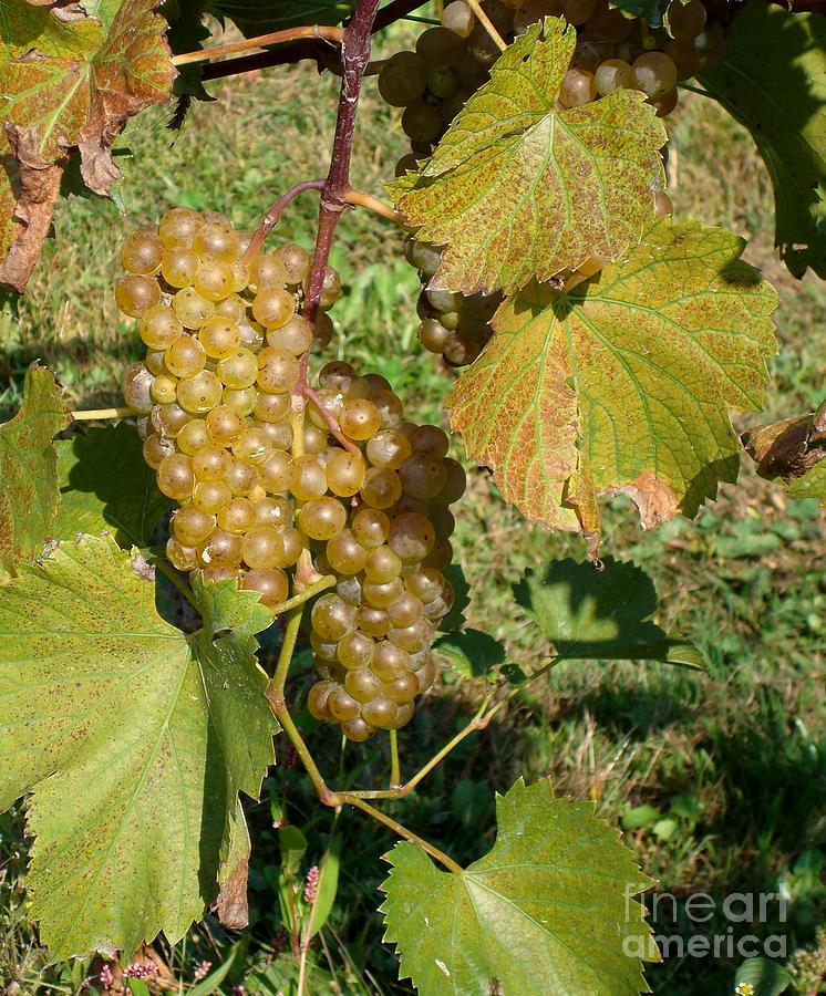 White Grapes Photograph by B Rossitto