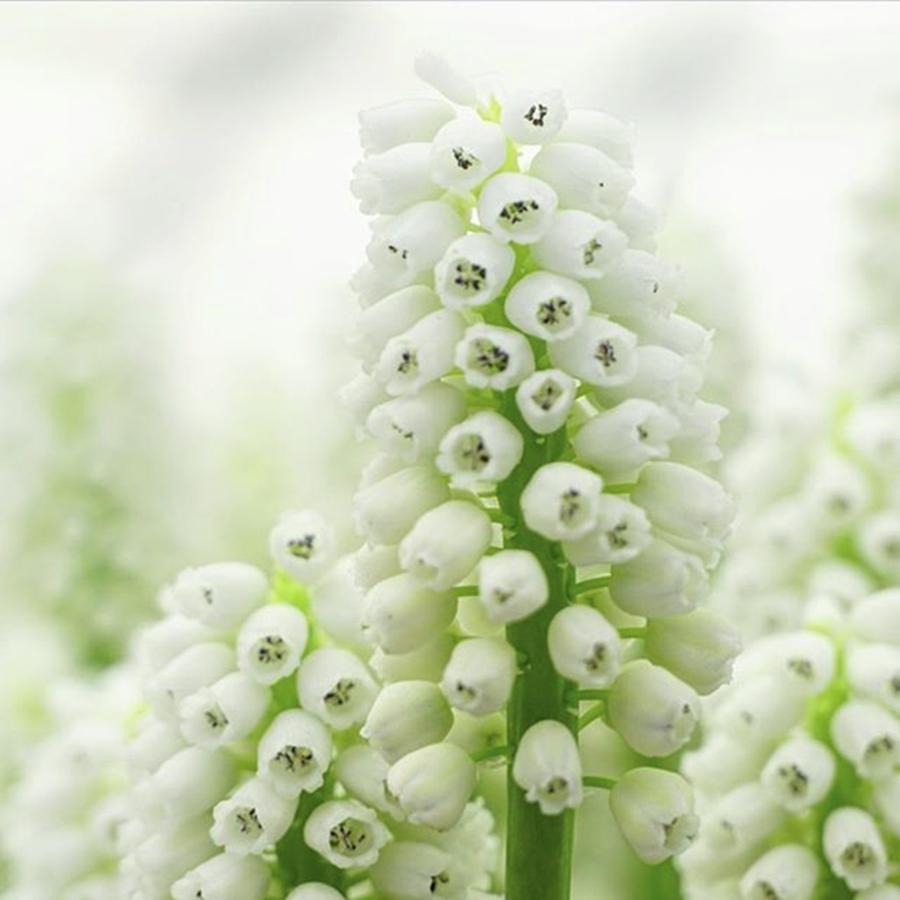 White Grapes #flowersandmacro Photograph by Sungi Verhaar