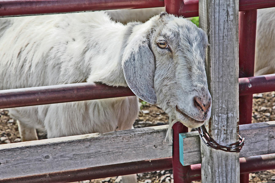 White/Grey Goat Head through Fence 2 6242018 goat 2420.jpg Photograph by David Frederick