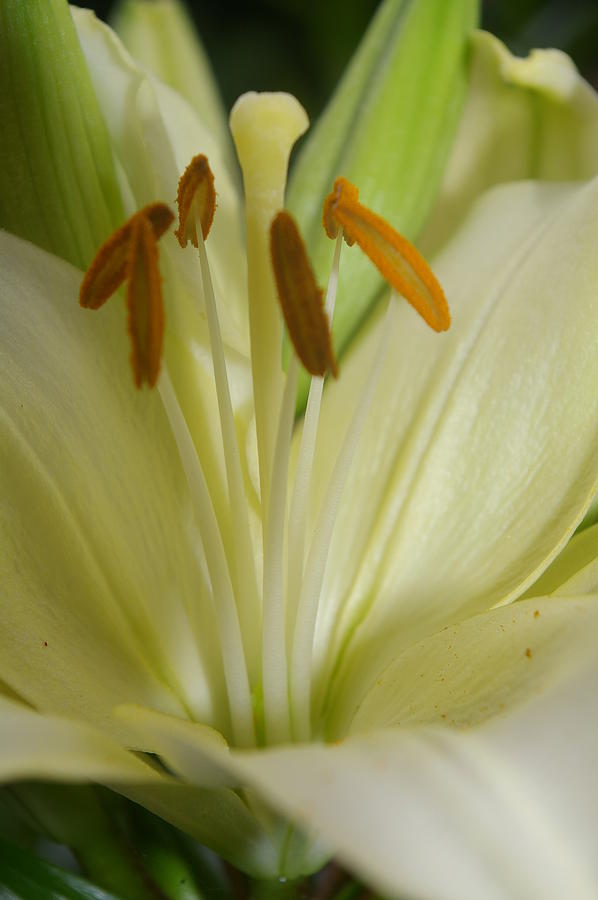 White Hardy Lily Photograph by Danika Funk