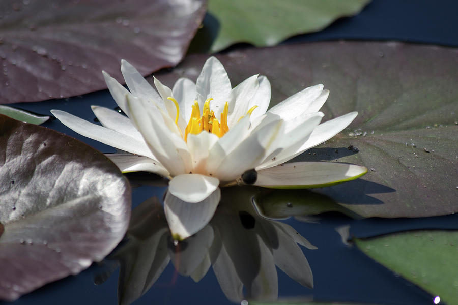 White Hardy Water Lily Photograph by Mark Michel