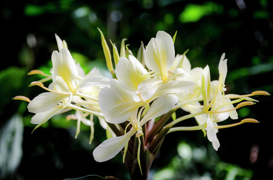White Hawaiian Flowers Photograph by Daniel Murphy