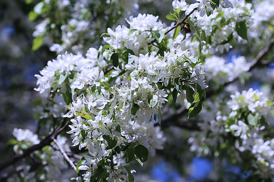 White Hawthorn Flowers Photograph