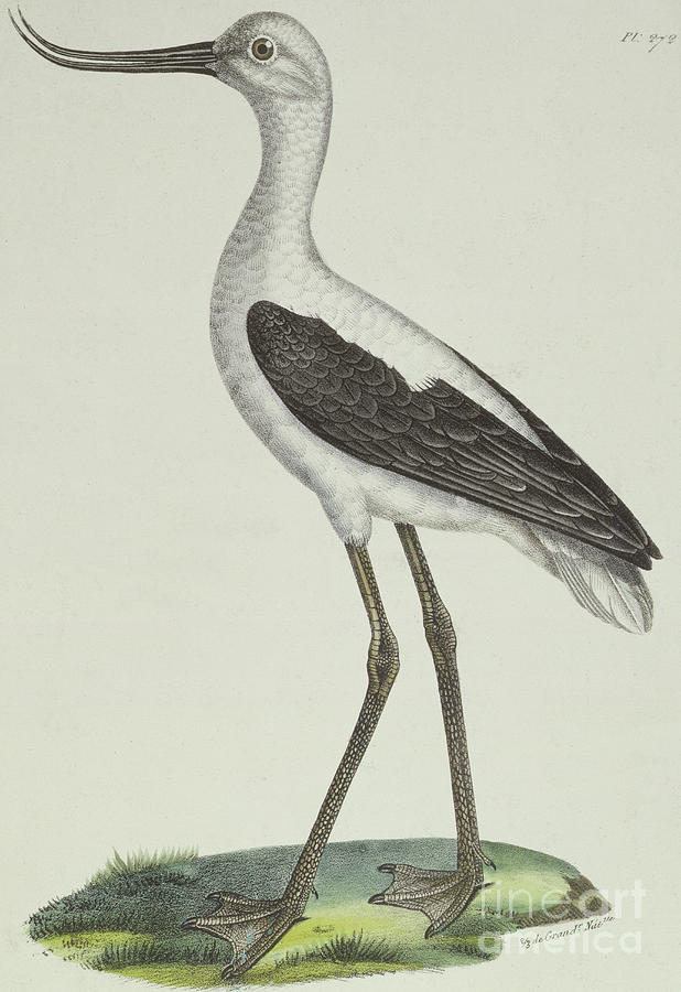 White Headed Avocet Drawing by Paul Louis Oudart - Fine Art America