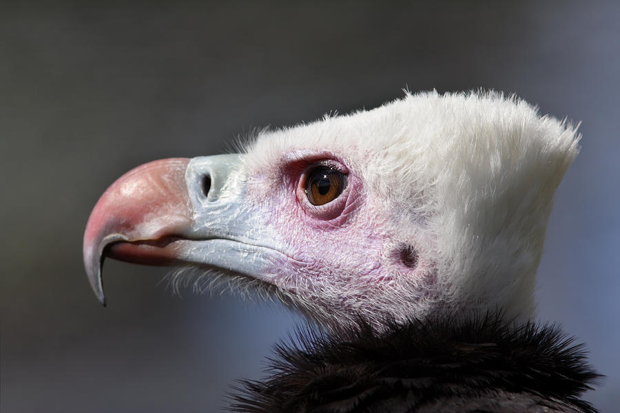 White-headed Vulture Portrait Photograph