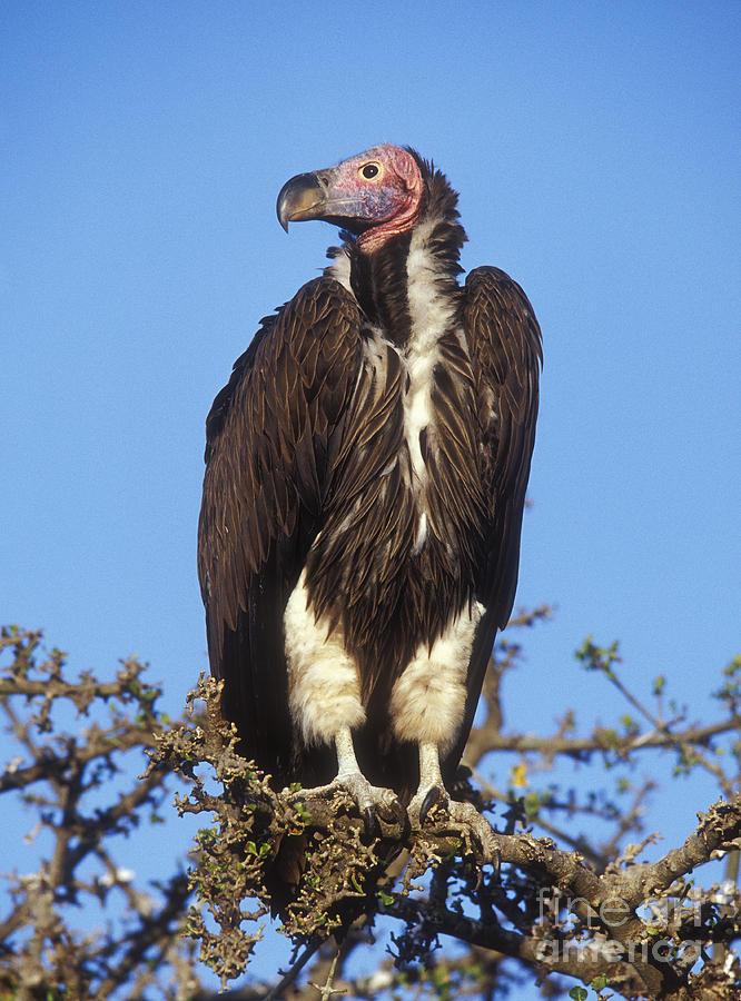 White Headed Vulture Photograph by Sandra Bronstein