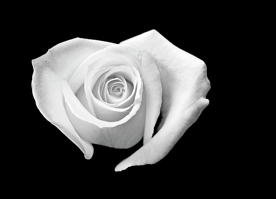 8ft White Rose Flower Wall Romantic Atmosphere Heart Shaped