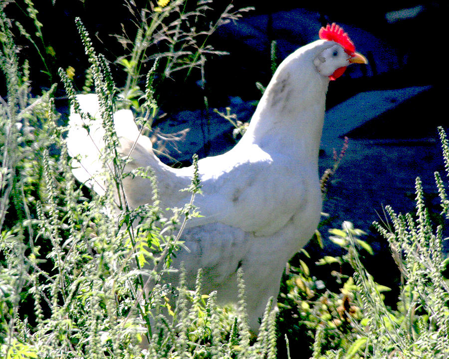 White Hen Photograph by Michael Riley - Fine Art America