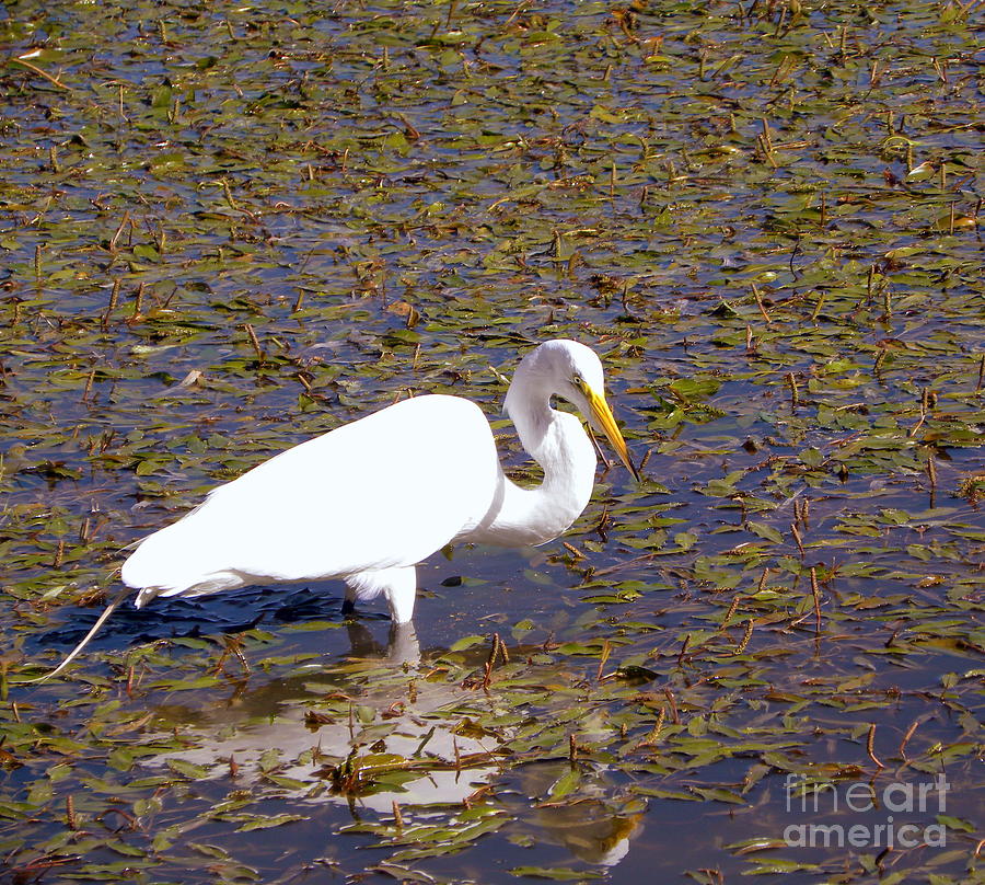 Bird Photograph - White Heron - Waiting by Terri Mills