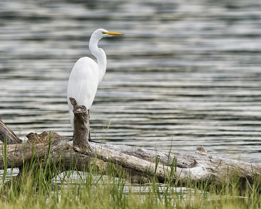 White Heron Photograph by Gary Neiss