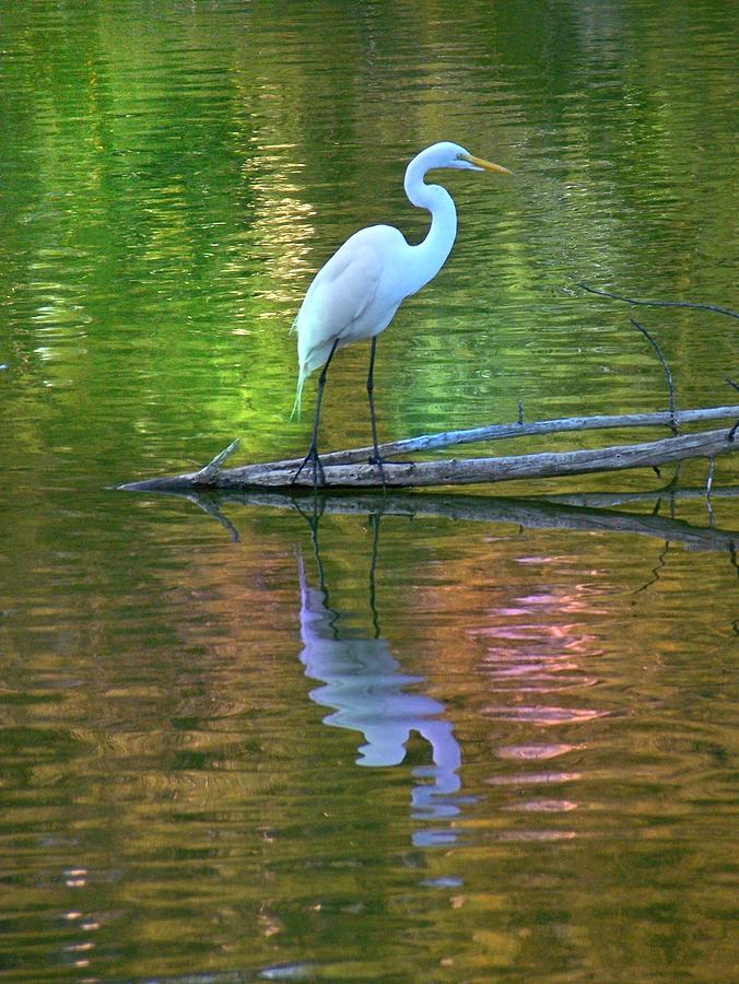 White Heron Photograph by Greg Hammond
