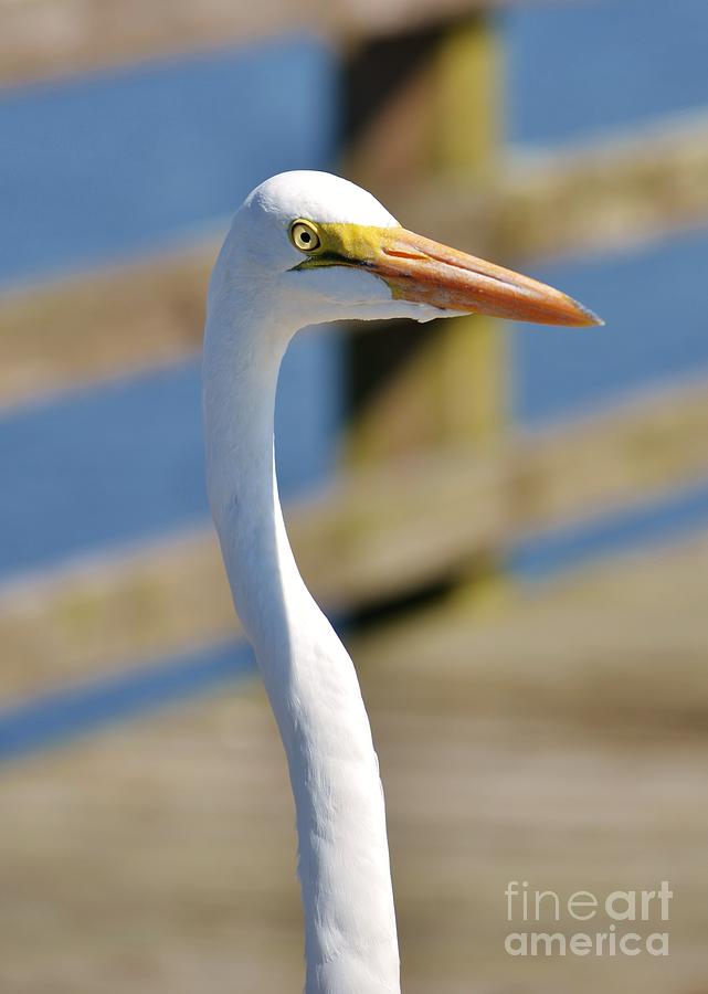 White Heron Headshot- 1 Photograph by Bob Sample