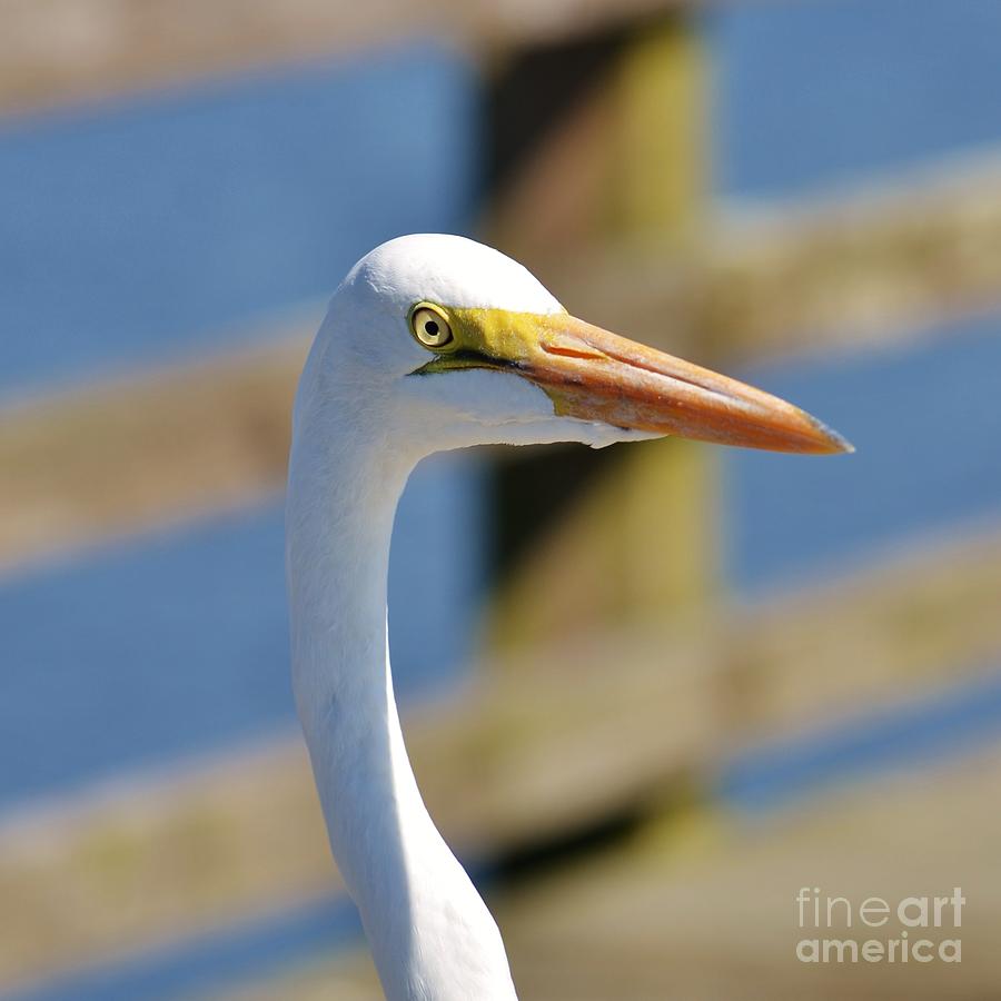 White Heron Headshot- 2 Photograph by Bob Sample