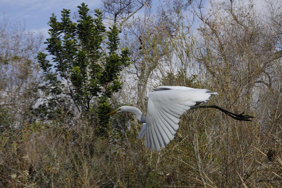 White Heron in Flight Photograph by Diana Haronis
