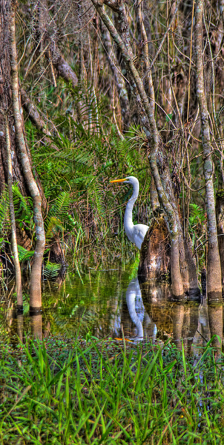 White Heron in the Great Cypress Photograph by William Wetmore
