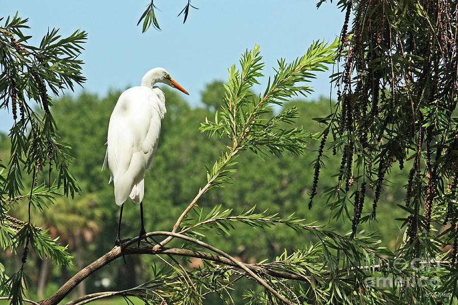 White Heron in Tree Photograph by Terri Mills