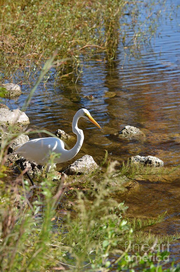 White Heron Looking For His next Meal Photograph by Bob Sample