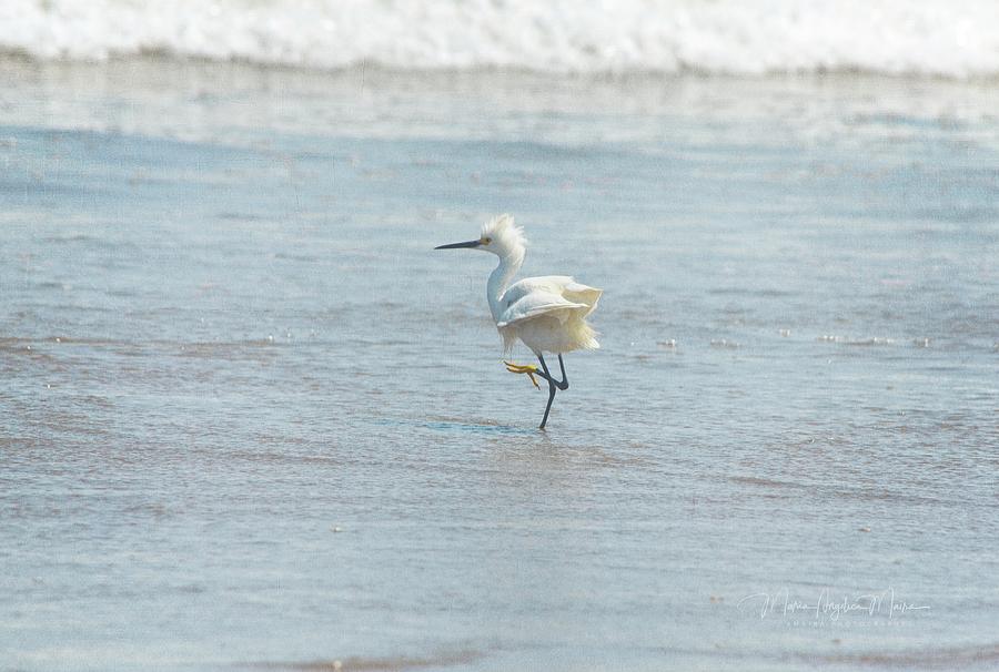 White Heron On The Beach Photograph by Maria Angelica Maira