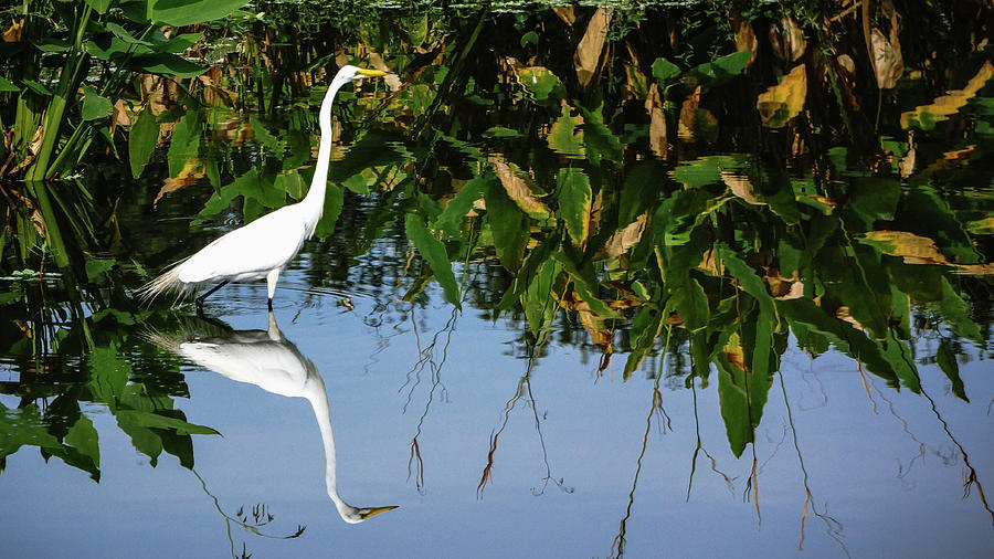 White Heron Reflection Delray Beach Florida Photograph by Lawrence S Richardson Jr