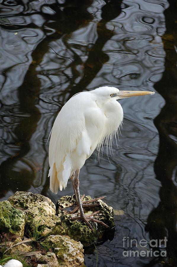 White Heron Photograph by Robert Meanor