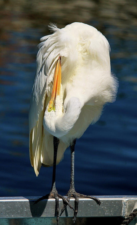 Animal Photograph - White Heron by Stephan Gilberg