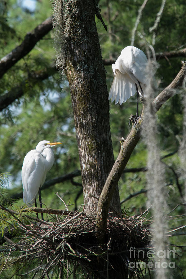 Feather Photograph - White Herons at Nest by Alicia BRYANT