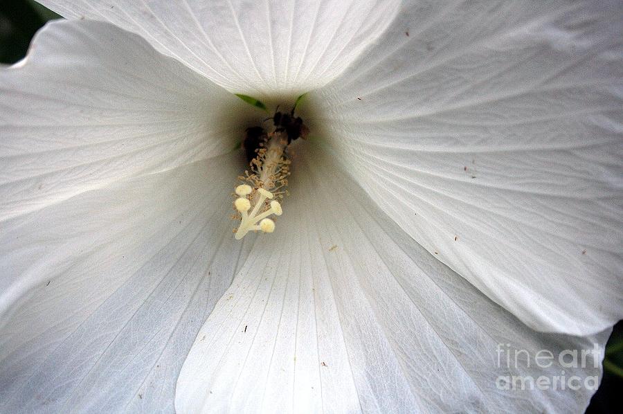 White Hibiscus Photograph by Alison Caltrider