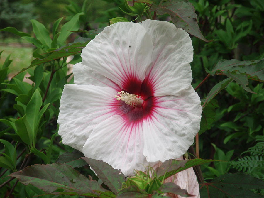 White Hibiscus Photograph by Allen Nice-Webb