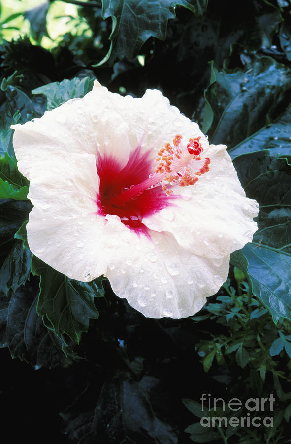 Abstract Photograph - White Hibiscus by Bill Brennan - Printscapes