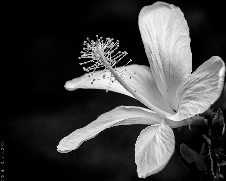 White Hibiscus black and white Photograph by Debbie Karnes