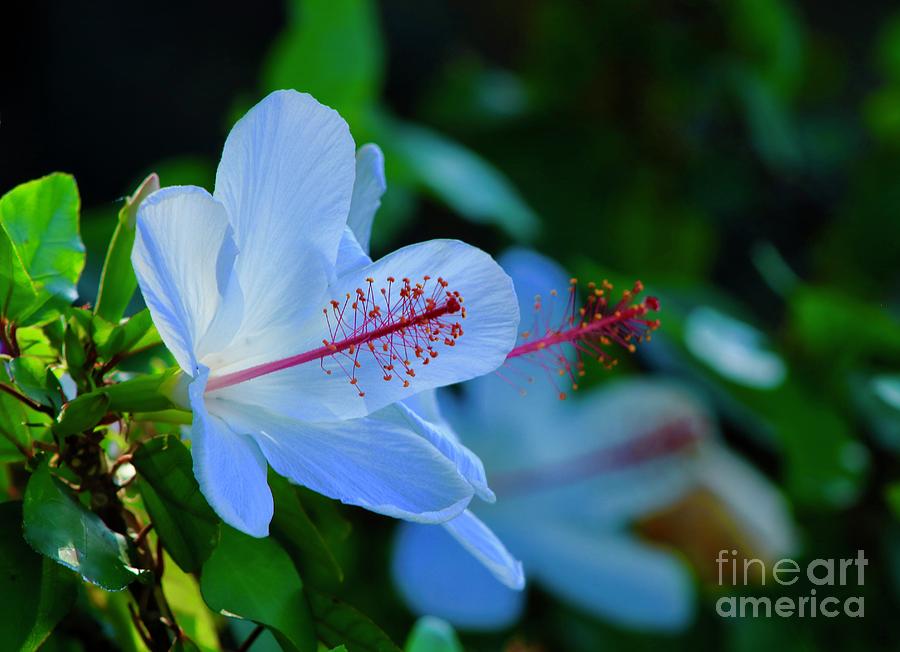 White Hibiscus Photograph by Craig Wood