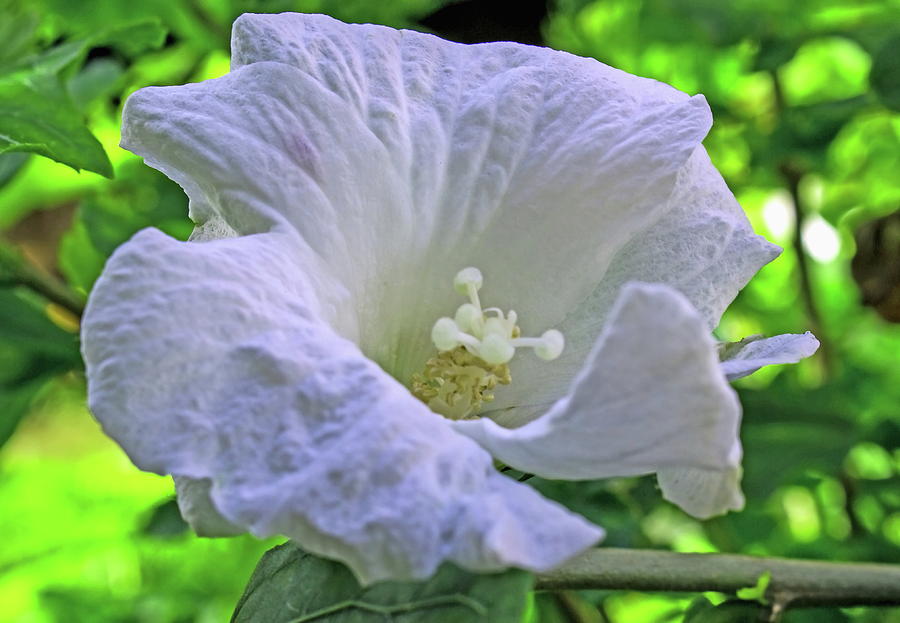 White Hibiscus Flower Photograph by Jeff Townsend