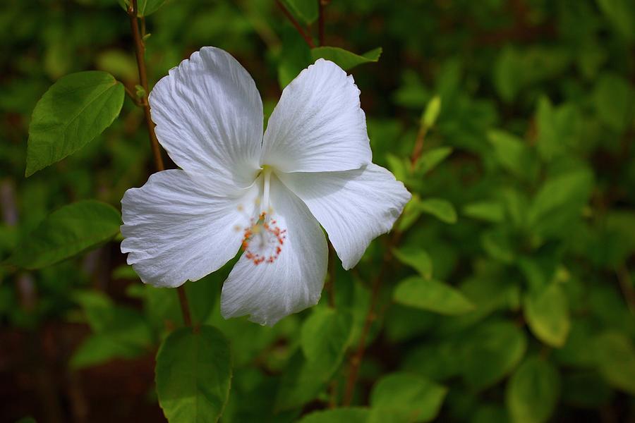 White Hibiscus Flower Photograph by Mark J Dunn