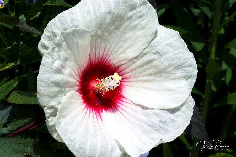 White Hibiscus Photograph by Jackson Pearson